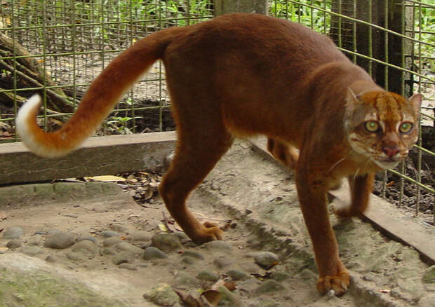 unusual-wild-cats-23__880