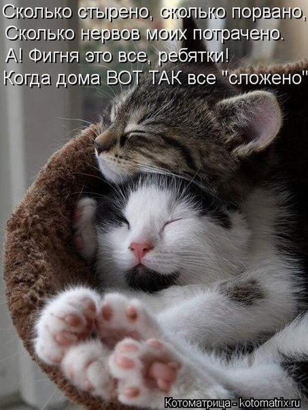 Котоматрицы (забавные картинки с надписями)
