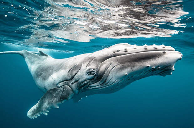 25 лучших фотографий National Geographic 2015