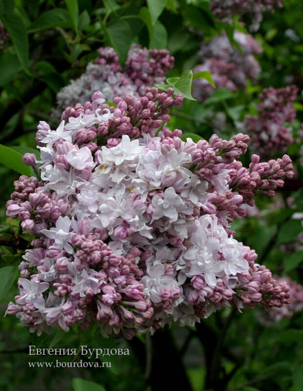 Сирень маршал баграмян фото. Сирень Маршал Василевский. Сирень Syringa vulgaris. Сирень обыкновенная Маршал Василевский. Серень Мариам Василивский.