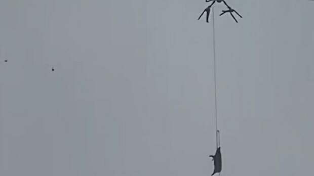 Свинья на дроне / Фото: социальные сети