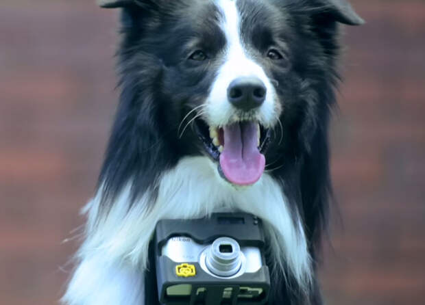 World’s First ‘Phodographer’ Dog Uses Heart Rate Monitor That Snaps Pics When He Gets Excited