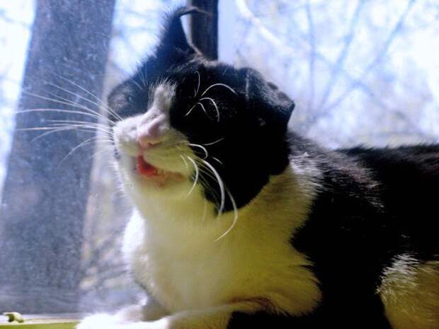 коты в похмелье 