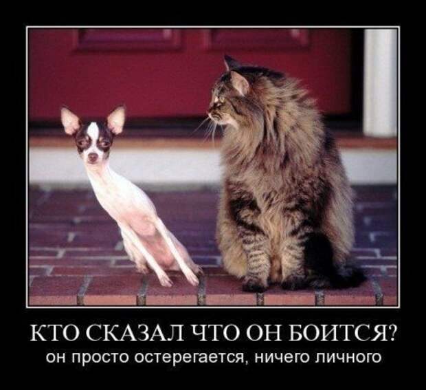 Демотиваторы еще.