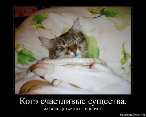 Демотиваторы про котЭ
