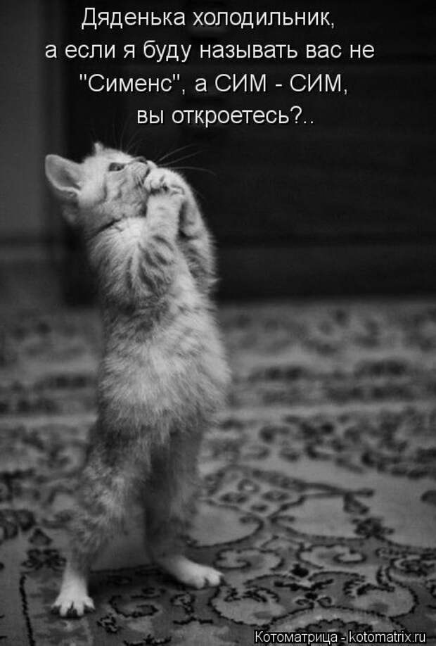 Котоматрица: Дяденька холодильник, а если я буду называть вас не "Сименс", а СИМ - СИМ, вы откроетесь?..