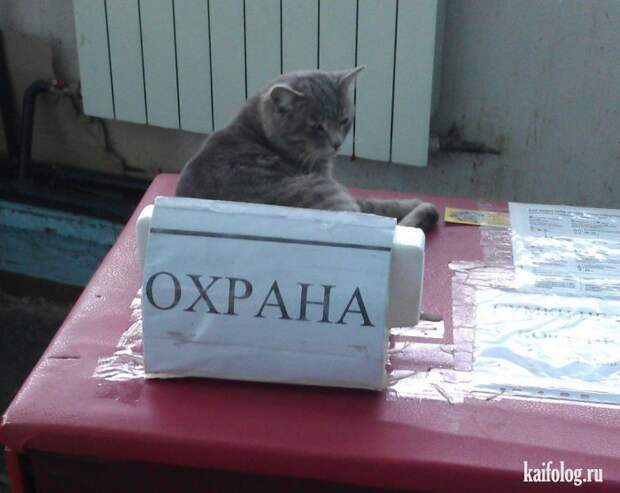 День охранника (45 фото)