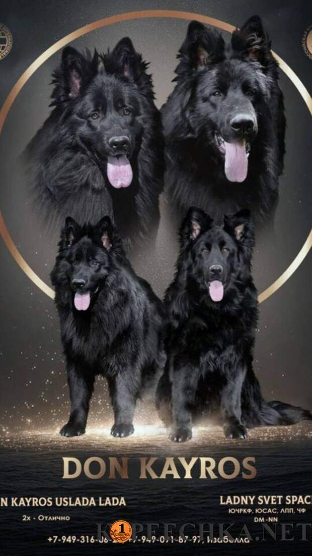 Черные длинношёрстный немецкие овчарки в Макеевке - 60 000 руб