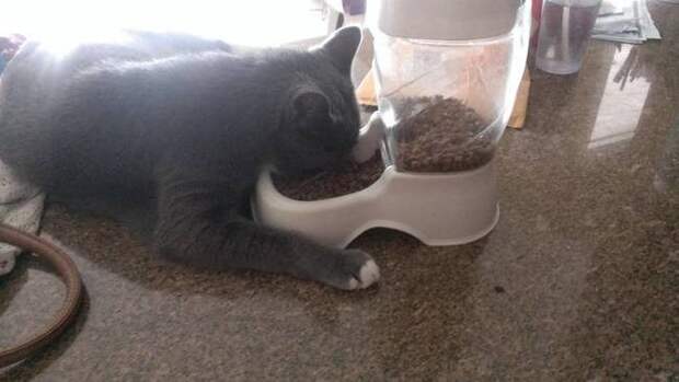Самые ленивые коты на свете