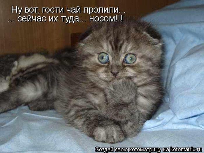 Прикольные котоматрицы Прикольные котоматрицы