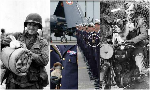афганистан, великая отечественная, военные, вторая мировая, вьетнам, первая мировая, питомцы, собаки