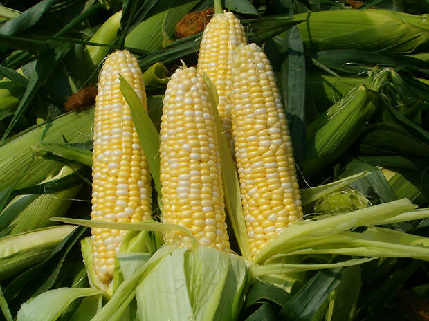 США: Состояние посевов кукурузы и озимой пшеницы улучшилось / Казбренд