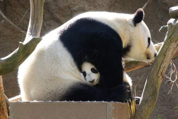 У панд — один-два  детеныша, каждый из которых весит 90-130 граммов, что составляет около одну тысячную процента от веса самки. Мать заботится только о первом детеныше, бросая второго на произвол судьбы. Роды происходят примерно раз в два года