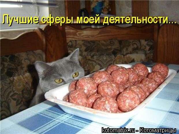 Лучшая котоматрица недели (32 фото)