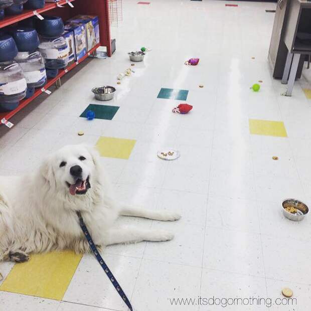 Great Pyrenees training