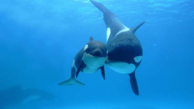 Самые длинные водные животные планеты Земля Косатка (Orcinus orca) кит-убийца, фото животные фотография
