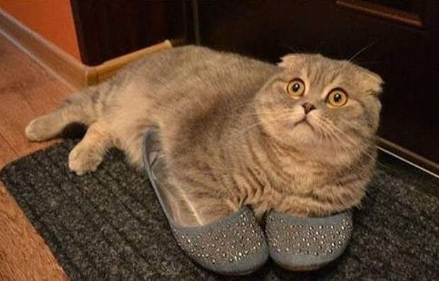 lolcats32 100 лучших фотографий кошек всех времен и народов