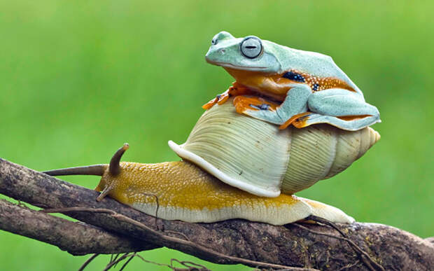 Животные в фотографиях
