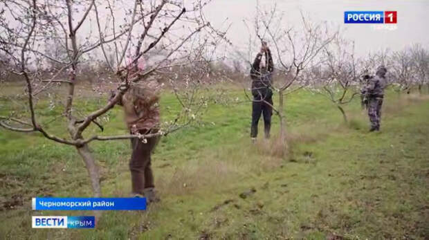 В Крыму расцвёл миндаль — увидеть эти красивые растения можно буквально по всему полуострову