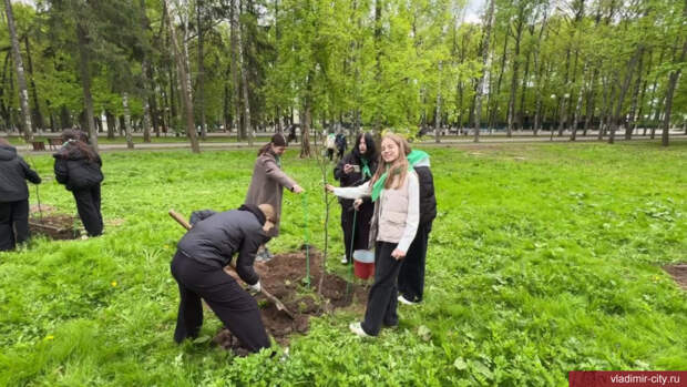 В Центральном парке Владимира посадили красные дубы со сроком жизни 300 лет