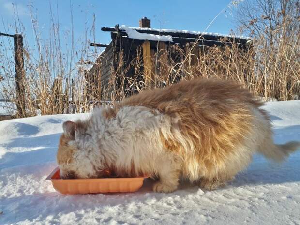 На Урале кот полтора года ждет погибших хозяев на пепелище На Урале кот полтора года ждет погибших хозяев на пепелище златоуст, коты, факты