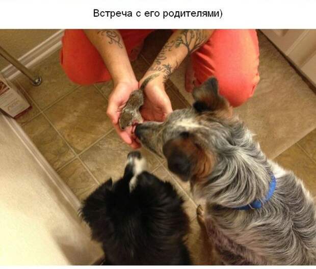 Cпасение крохотного бельчонка спасение, бельчонок, зверек, погибель