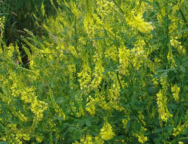 КАКИЕ ТРАВЫ СОБИРАТЬ В ИЮЛЕ (600x461, 82Kb)