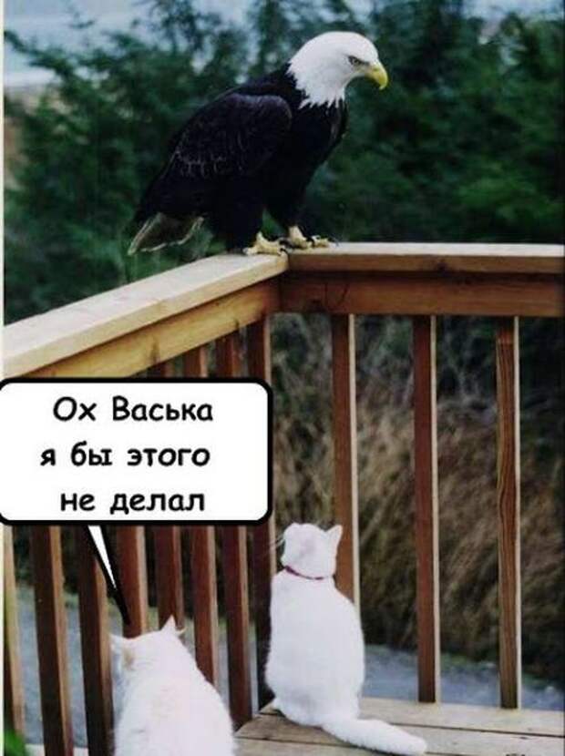 Прикольные картинки Прикольные картинки прикол, юмор