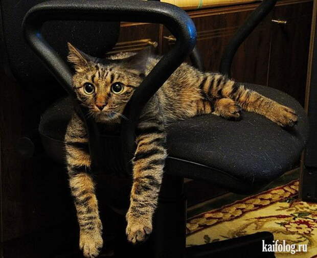 Прикольные коты (55 фото)