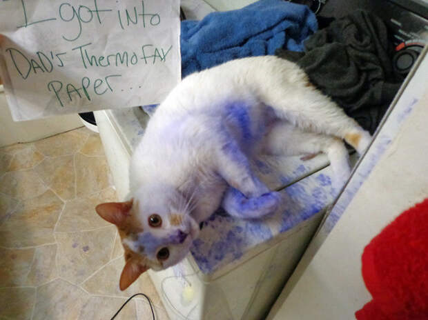 40 провинившихся котов коты, провинность