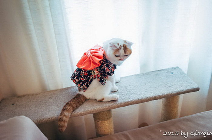 Кошки в кимоно: японская мода 2015 года