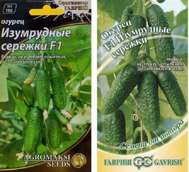 лучшие пучковые огурцы