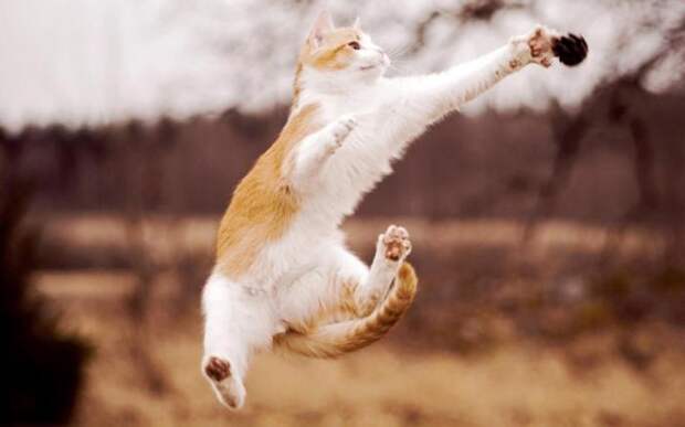 Несколько способов использования котов в хозяйстве: Сыграет с вами в волейбол.
