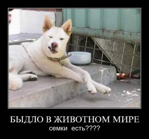 Ржачная порция демок