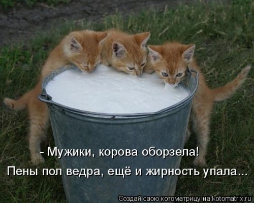 Новая котоматрица на Бугаге (28 фото)