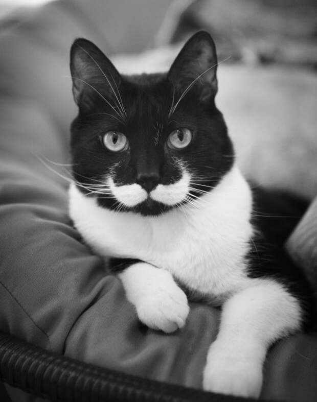 Кошки, над окрасом которых природа постаралась Кошки, над окрасом которых природа постаралась кошки, необычный окрас