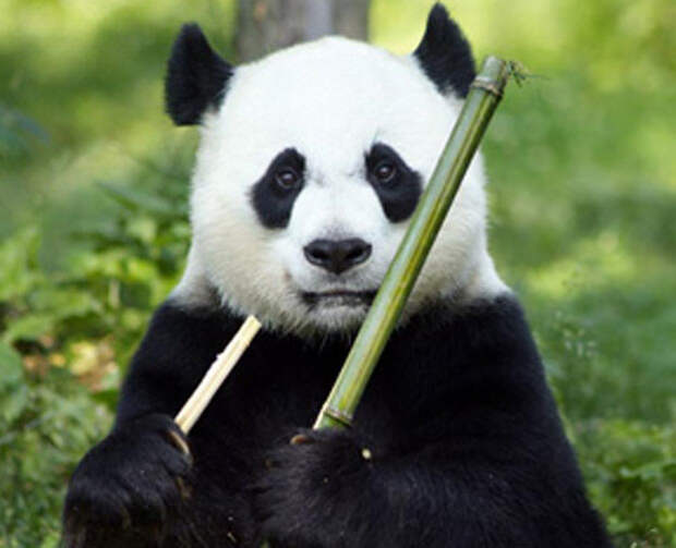 4. Панда возможно баян, животные, интересно, факты