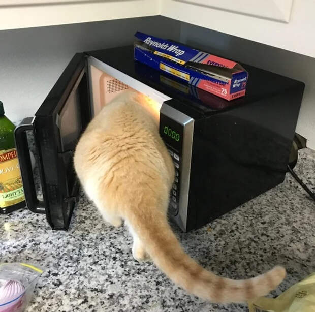 20 котиков, которые могли бы вести себя по-нормальному, но зачем, если их и так любят?