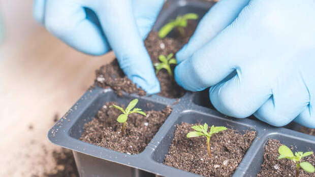 Как правильно сажать томаты, перцы и баклажаны на рассаду — урожай превзойдет ваши ожидания