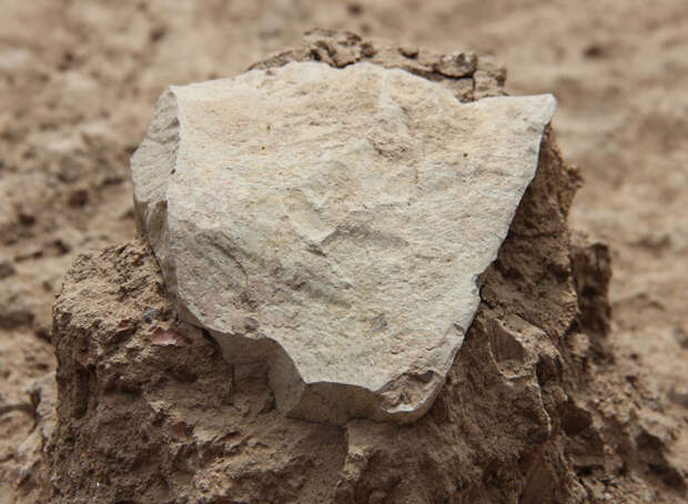 Одно из древнейших каменных орудий. Кения. Фото: West Turkana Archaeological Project.