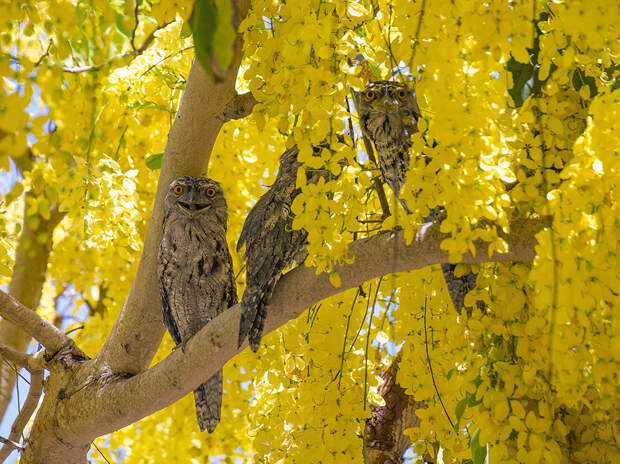 Tawny frogmouths taking refuge from the heat in a REALLY yellow flowered tree (not sure what it is). Don't know if they were happy or just fancied my eyeballs for breakfast.........
