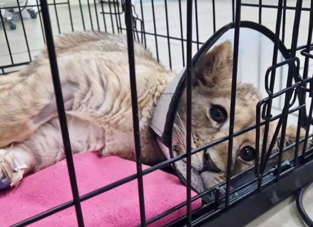 У столичного блогера забрали искалеченную маленькую львицу