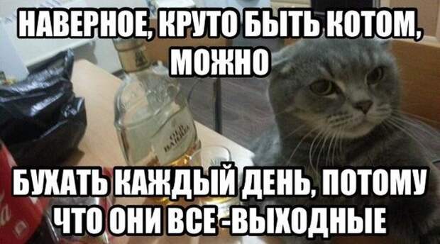 Картинки со смешными подписями картинки, прикол, юмор