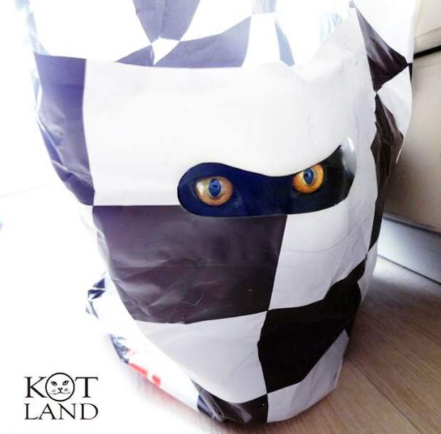 кошка маскируется 