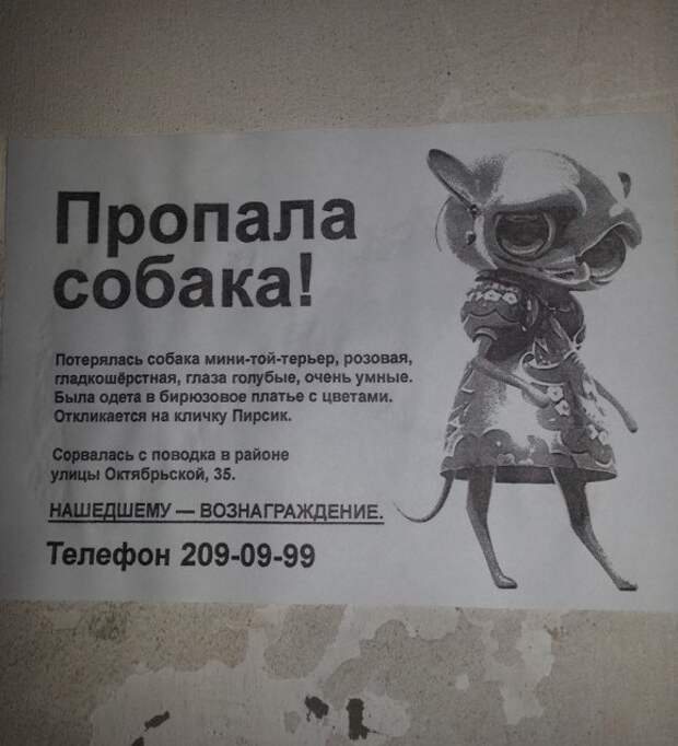 Остроумные объявления о пропаже животных, которые заставят улыбнуться животные, коты, прикол, юмор
