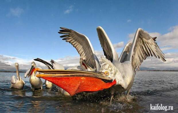 Comedy Wildlife Photography Awards 2015 (40 фото)