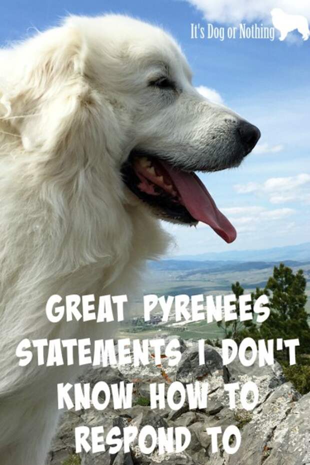 I absolutely love talking about Great Pyrenees, but sometimes people make comments I really don't know how to respond to.
