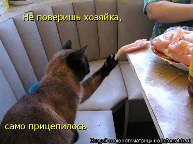 Котоматрица