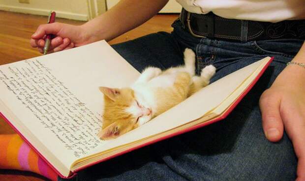 кошка мешает читать