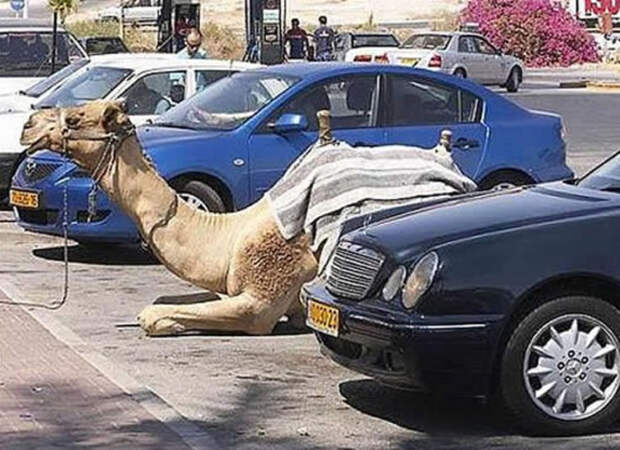 Бедуин приехал за покупками. Гений парковки, парковка, прикол, юмор